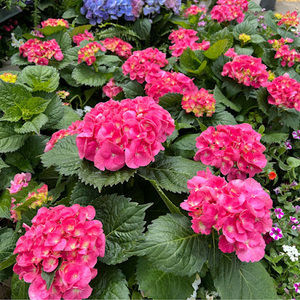 Meet your Posher, Amal